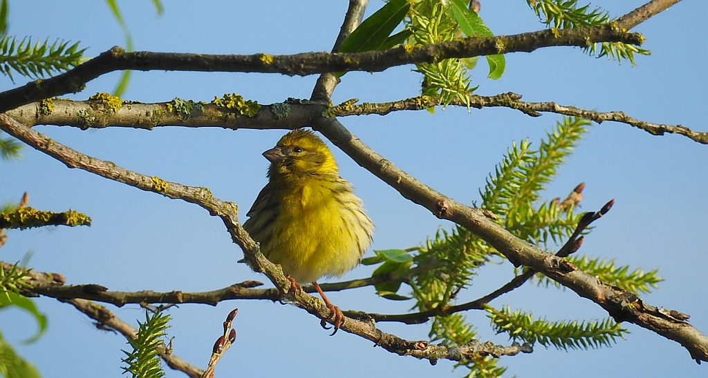 Kulczyk (Serinus serinus)
