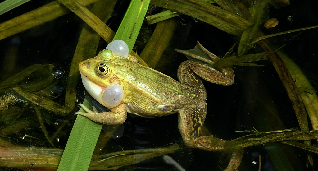 Żaba wodna (Pelophylax kl. esculentus, syn. Rana esculenta, właśc. Rana kl. esculenta)