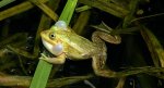 Żaba wodna (Pelophylax kl. esculentus, syn. Rana esculenta, właśc. Rana kl. esculenta)