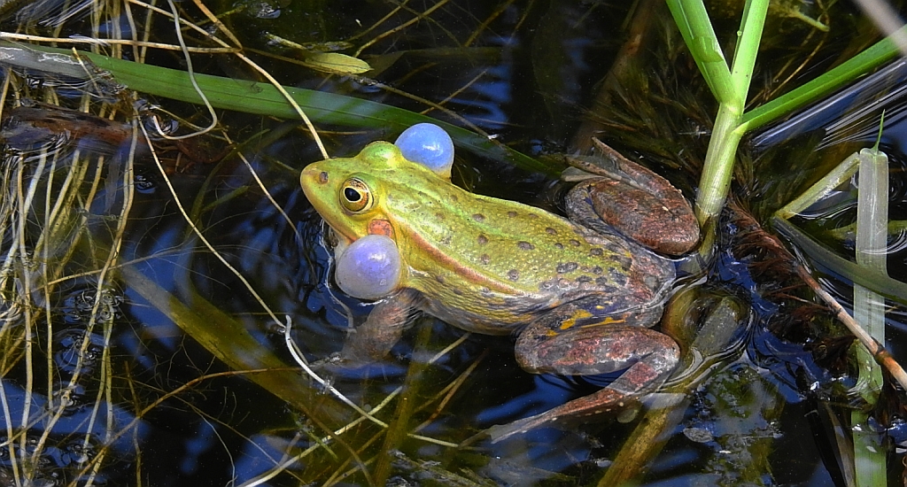 Żaba wodna (Pelophylax kl. esculentus, syn. Rana esculenta, właśc. Rana kl. esculenta)