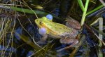 Żaba wodna (Pelophylax kl. esculentus, syn. Rana esculenta, właśc. Rana kl. esculenta)