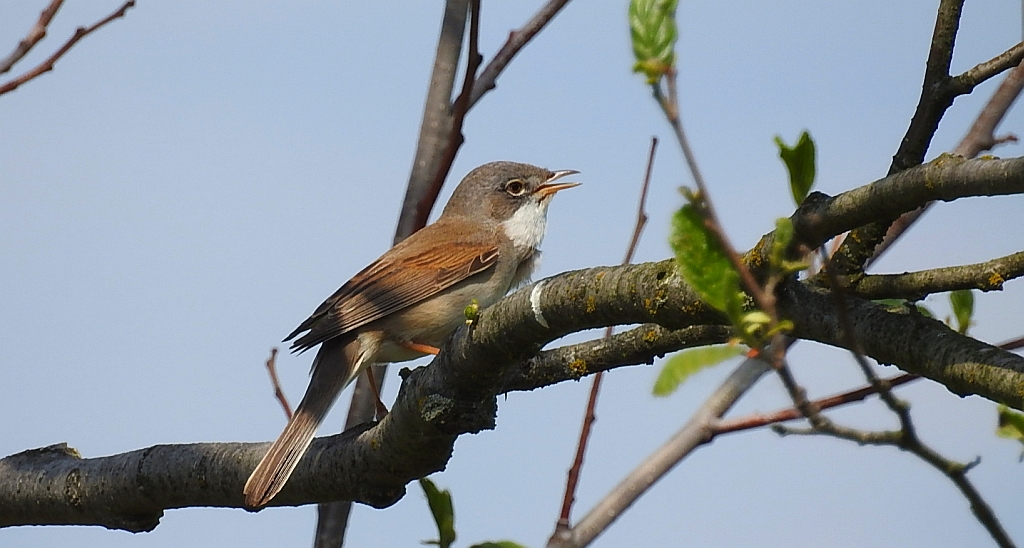 Cierniówka, pokrzewka cierniówka (Curruca communis)
