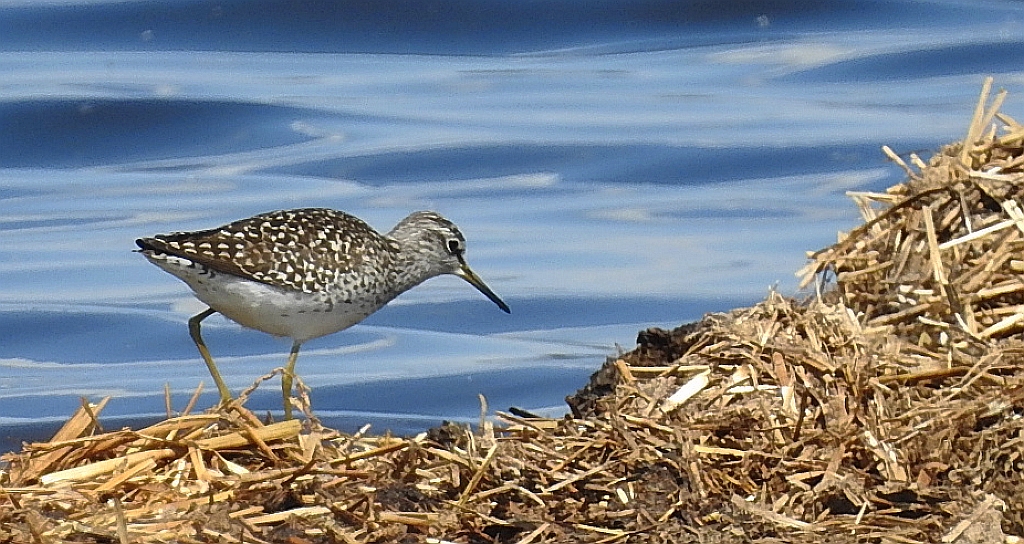 Łęczak (Tringa glareola)