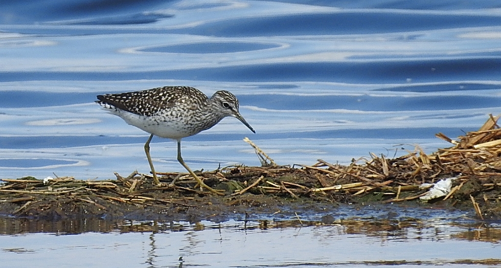 Łęczak (Tringa glareola)