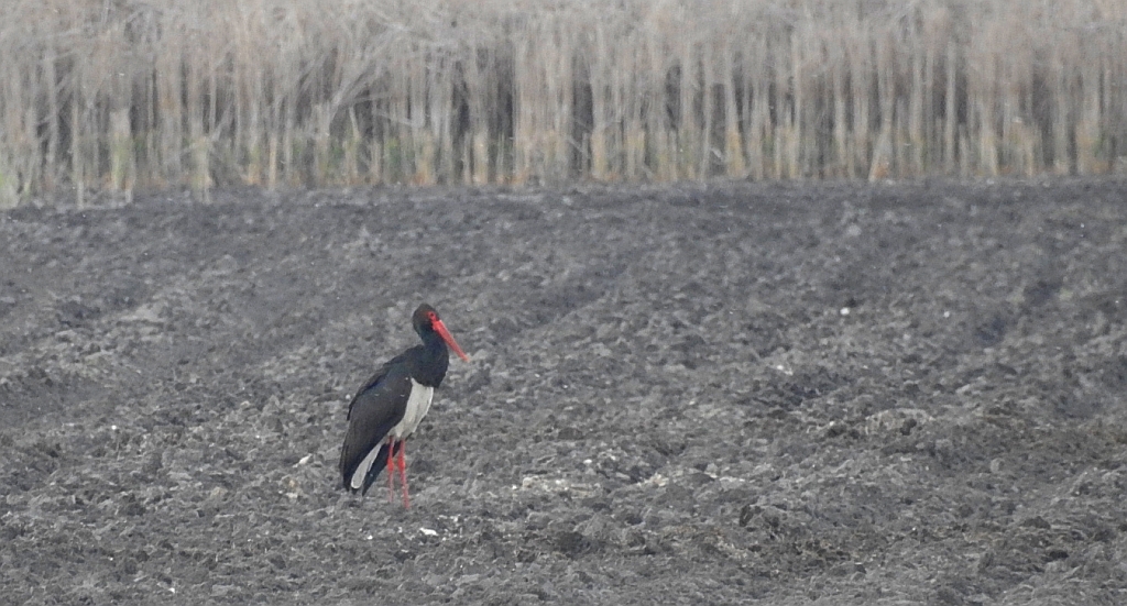 Bocian czarny, hajstra (Ciconia nigra)