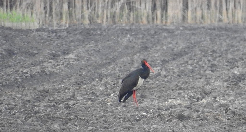 Bocian czarny, hajstra (Ciconia nigra)