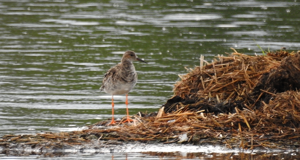 Batalion, bojownik batalion, bojownik zmienny, biegus bojownik, bojownik odmienny (Calidris pugnax)