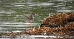 Batalion, bojownik batalion, bojownik zmienny, biegus bojownik, bojownik odmienny (Calidris pugnax)
