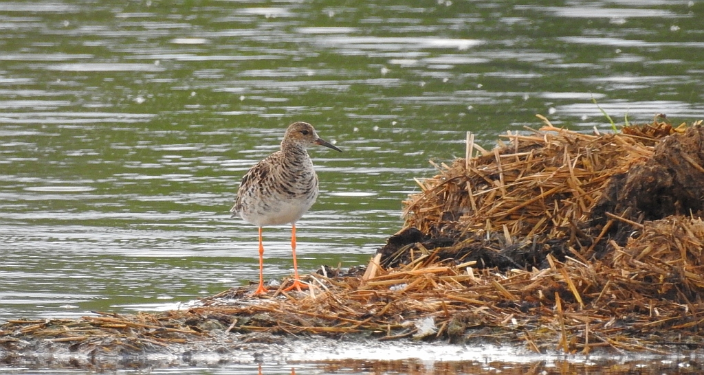 Batalion, bojownik batalion, bojownik zmienny, biegus bojownik, bojownik odmienny (Calidris pugnax)