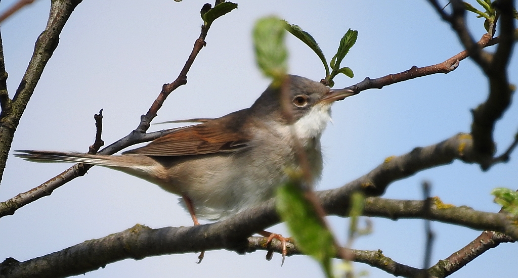 Cierniówka, pokrzewka cierniówka (Curruca communis)