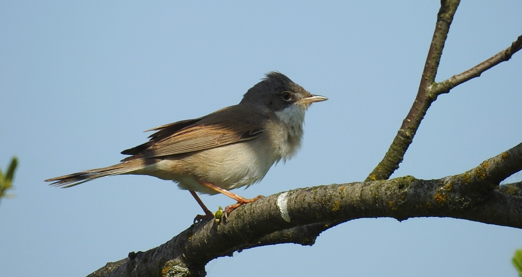 Cierniówka, pokrzewka cierniówka (Curruca communis)