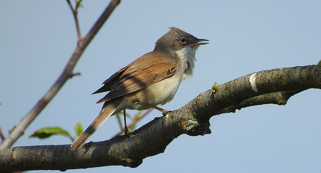 Cierniówka, pokrzewka cierniówka (Curruca communis)