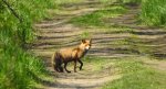 Lis rudy, lis pospolity (Vulpes vulpes)