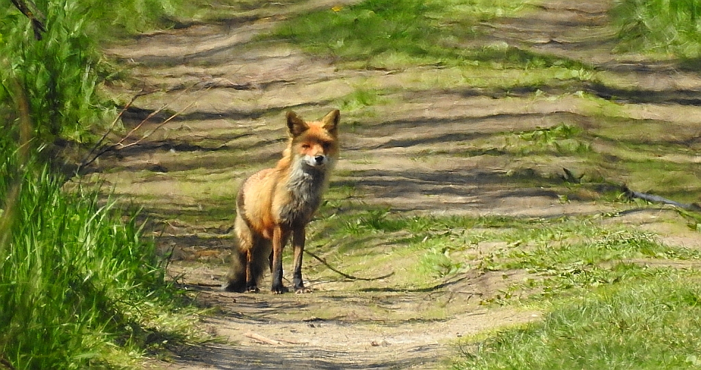 Lis rudy, lis pospolity (Vulpes vulpes)