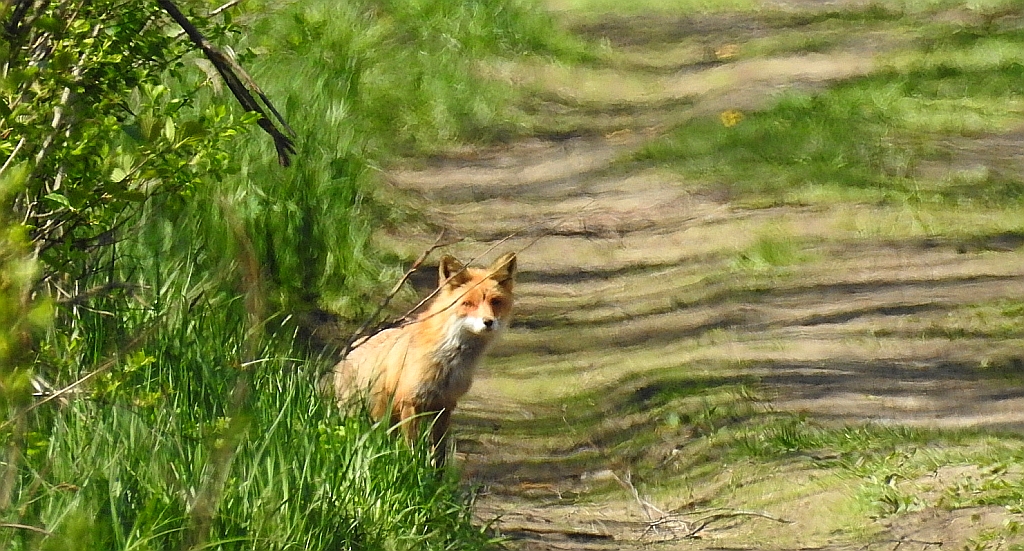 Lis rudy, lis pospolity (Vulpes vulpes)