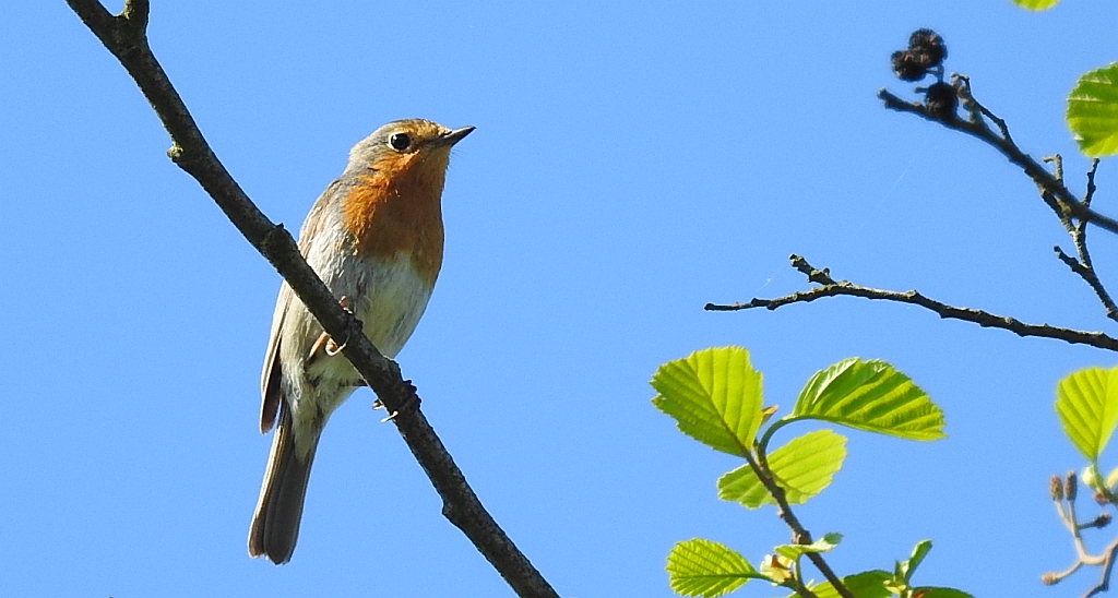 Rudzik, rudzik zwyczajny, raszka (Erithacus rubecula)