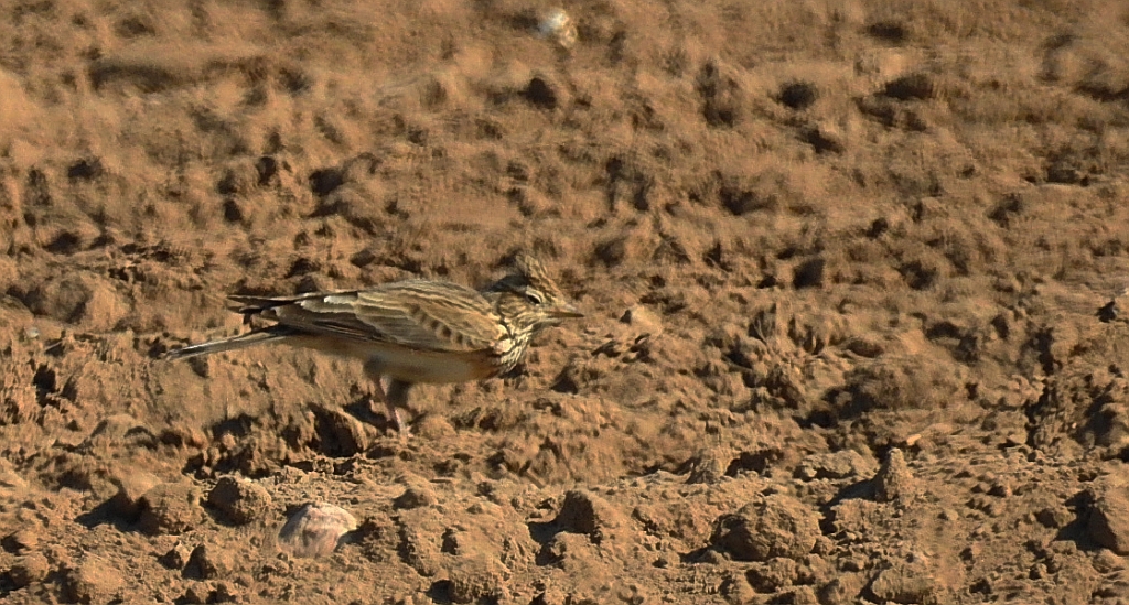 Skowronek zwyczajny, skowronek polny, skowronek, rolak (Alauda arvensis)
