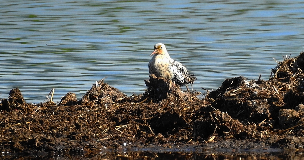 Batalion, bojownik batalion, bojownik zmienny, biegus bojownik, bojownik odmienny (Calidris pugnax)