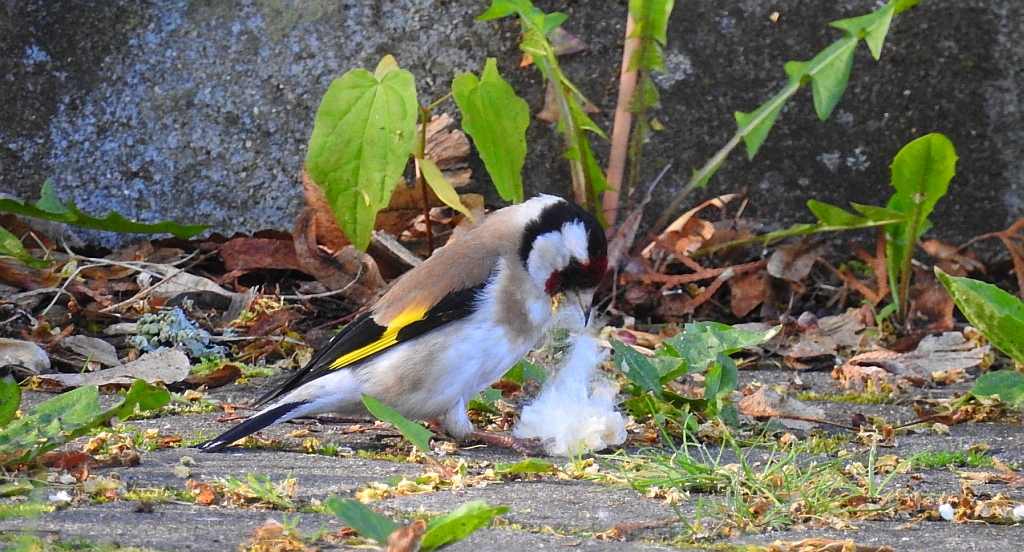 Szczygieł (Carduelis carduelis)