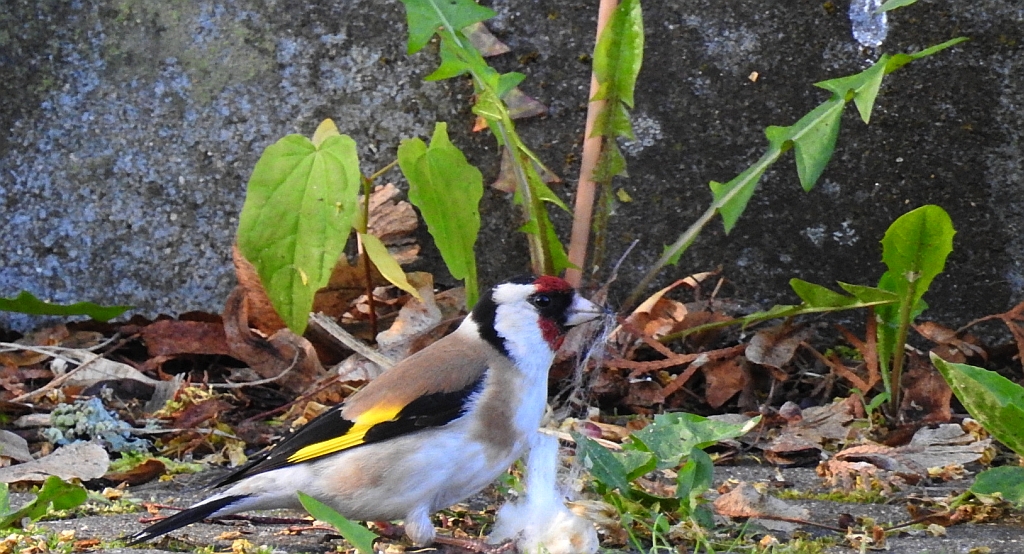 Szczygieł (Carduelis carduelis)