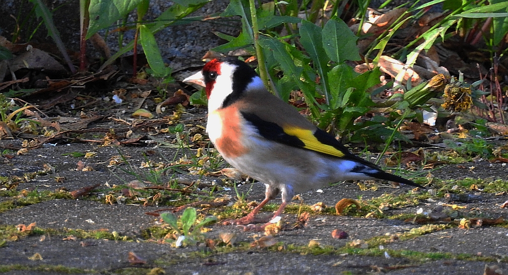 Szczygieł (Carduelis carduelis)