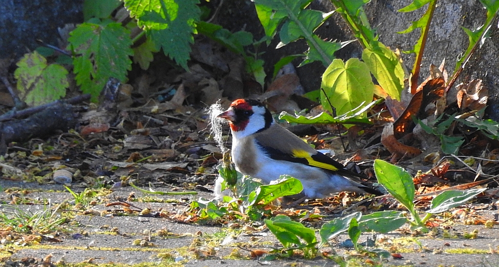 Szczygieł (Carduelis carduelis)