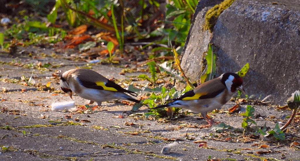 Szczygieł (Carduelis carduelis)