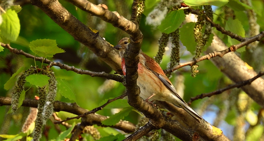 Makolągwa (Carduelis cannabina)