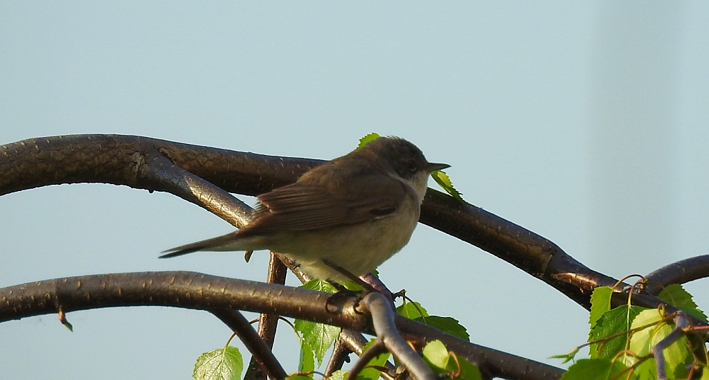 Piegża, piegża zwyczajna, gajówka piegża, pokrzewka piegża (Curruca curruca)