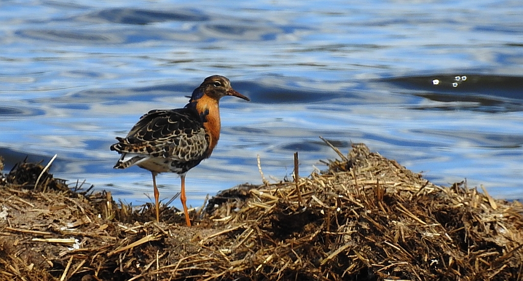 Batalion, bojownik batalion, bojownik zmienny, biegus bojownik, bojownik odmienny (Calidris pugnax)