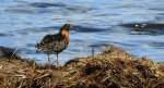 Batalion, bojownik batalion, bojownik zmienny, biegus bojownik, bojownik odmienny (Calidris pugnax)