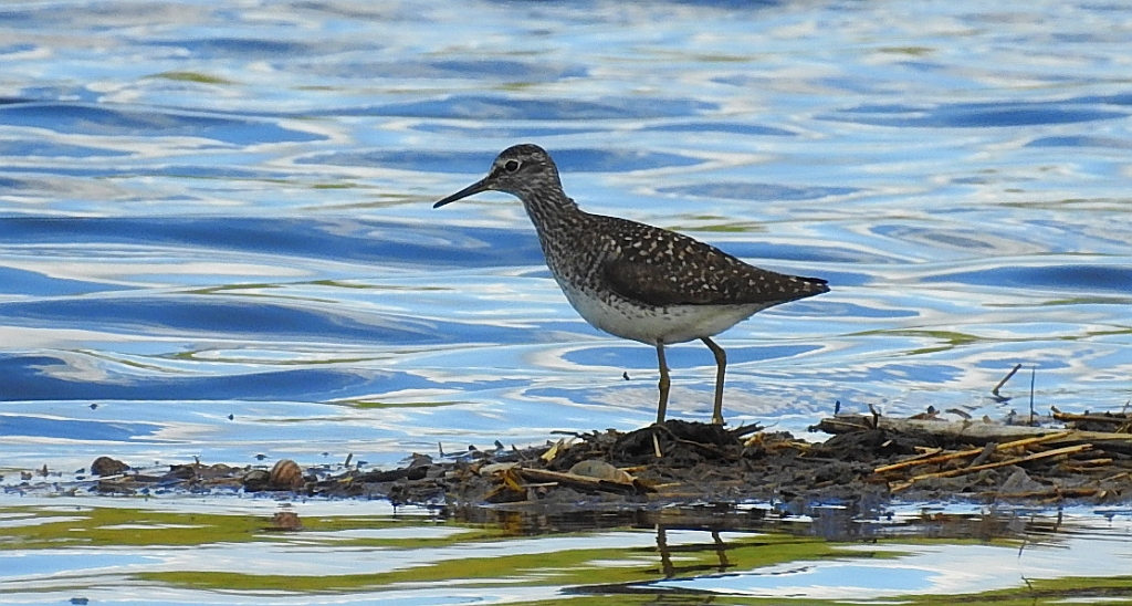 Łęczak (Tringa glareola)