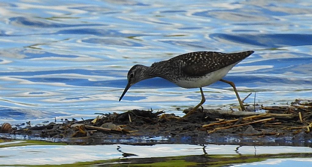 Łęczak (Tringa glareola)