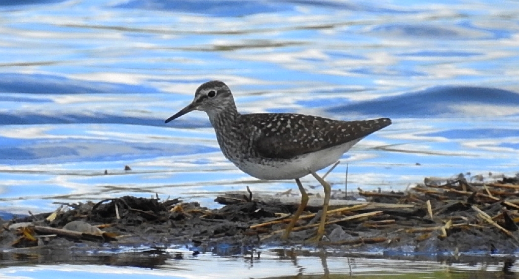 Łęczak (Tringa glareola)