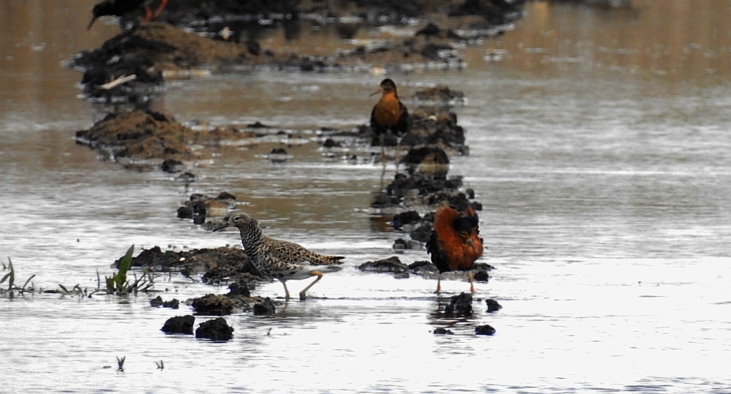 Batalion, bojownik batalion, bojownik zmienny, biegus bojownik, bojownik odmienny (Calidris pugnax)