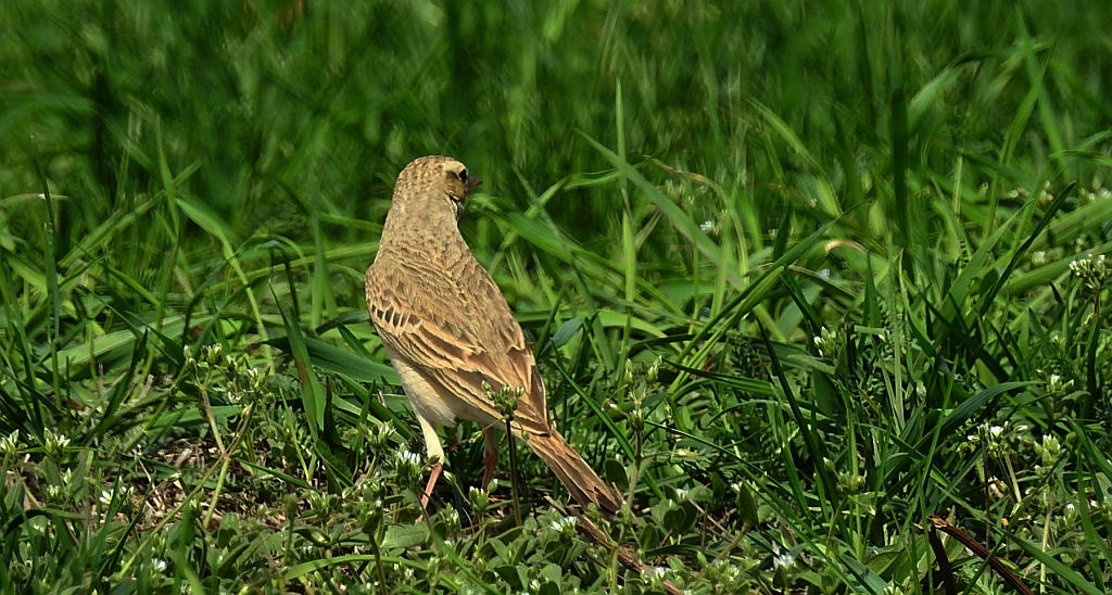 Świergotek polny (Anthus campestris)
