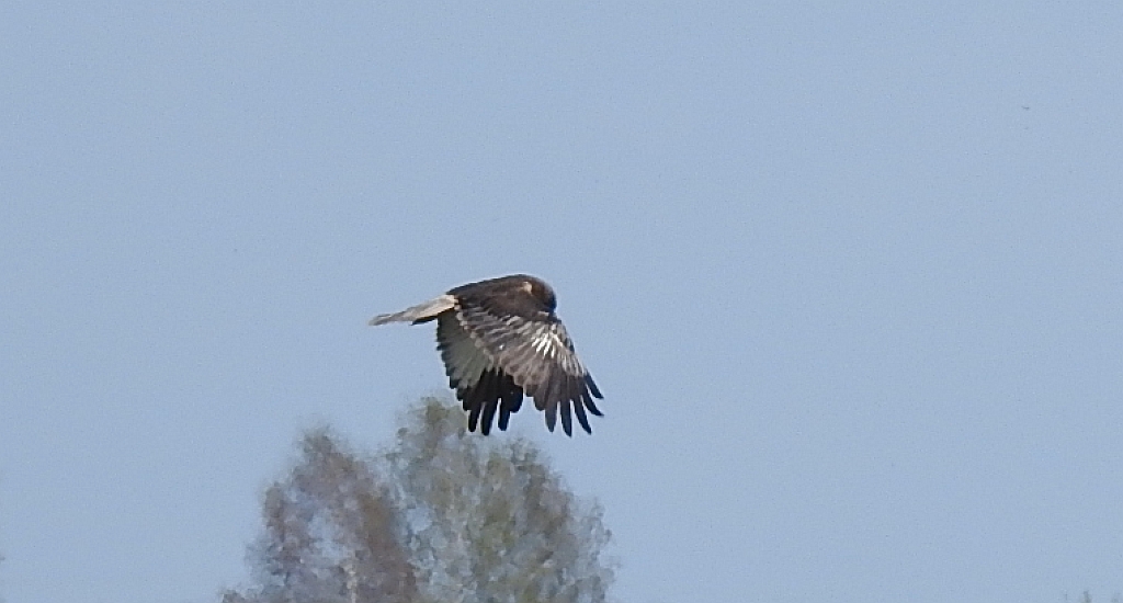 Błotniak stawowy (Circus aeruginosus)