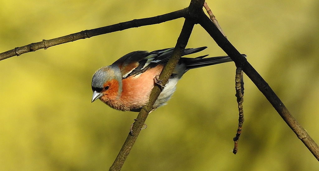 Zięba zwyczajna (Fringilla coelebs)
