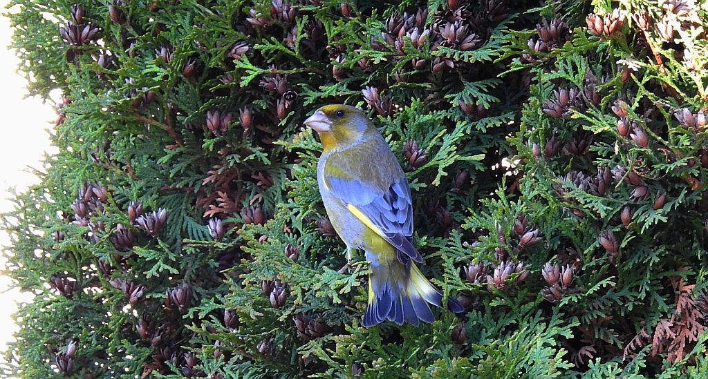 Dzwoniec zwyczajny, dzwoniec (Chloris chloris)