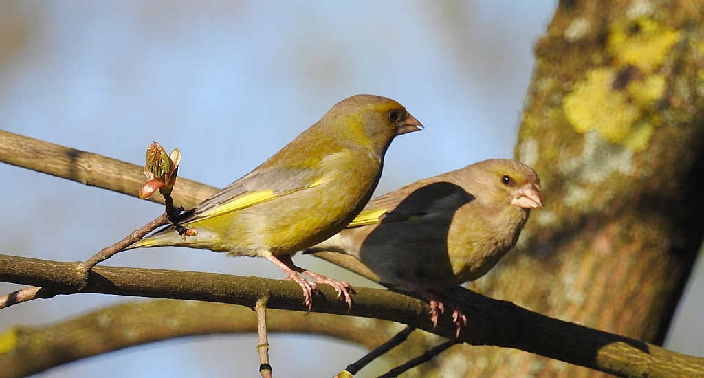 Dzwoniec zwyczajny, dzwoniec (Chloris chloris)