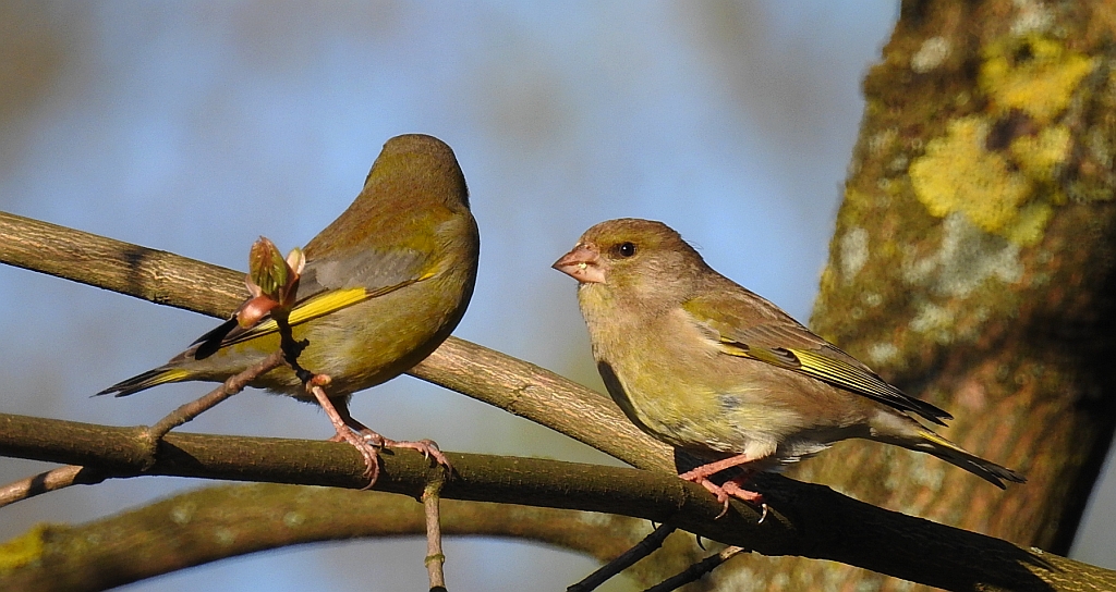 Dzwoniec zwyczajny, dzwoniec (Chloris chloris)