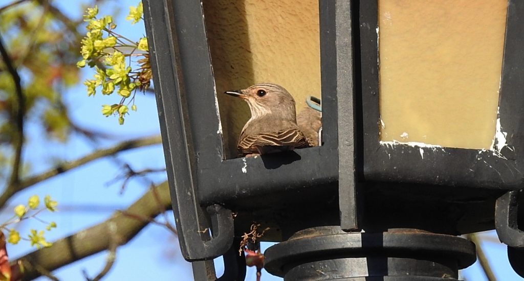 Muchołówka szara (Muscicapa striata)