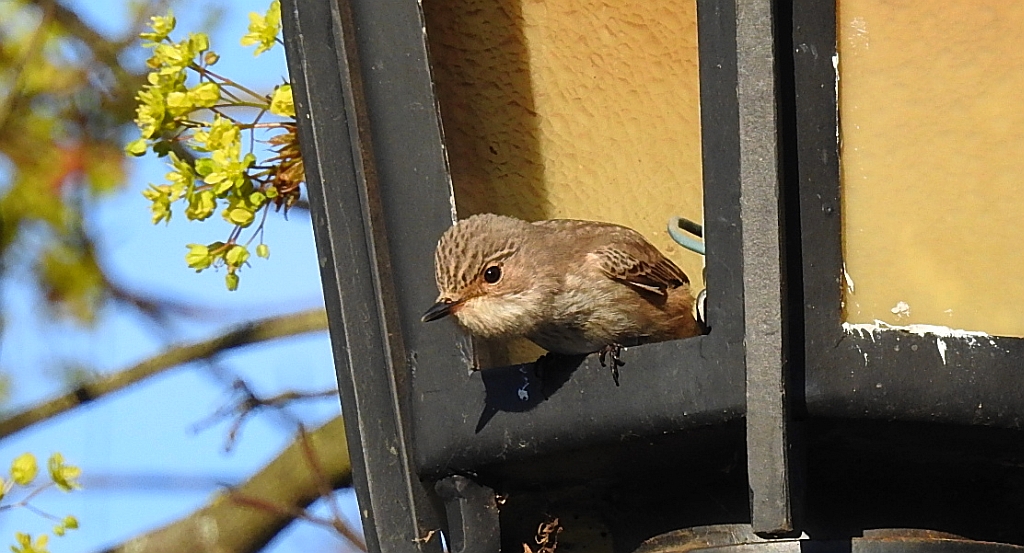 Muchołówka szara (Muscicapa striata)