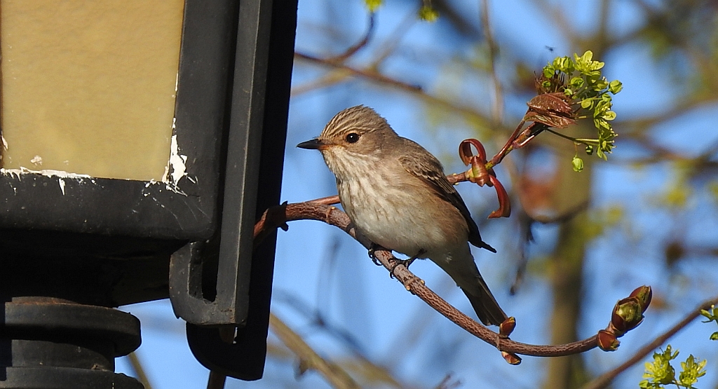 Muchołówka szara (Muscicapa striata)
