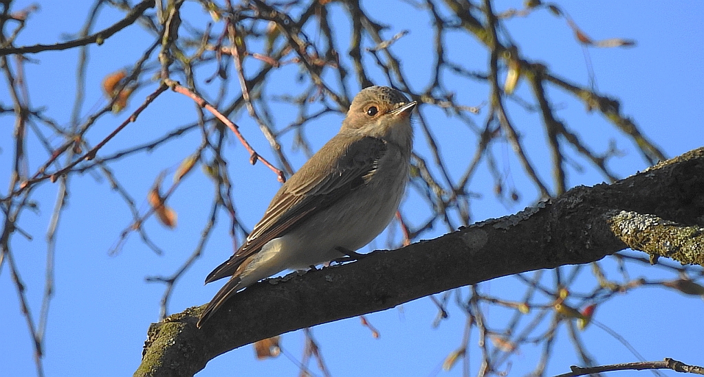 Muchołówka szara (Muscicapa striata)