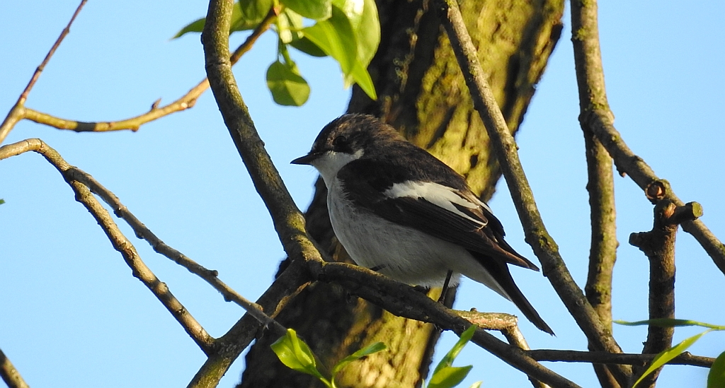 Muchołówka żałobna (Ficedula hypoleuca)