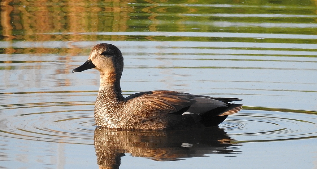Krakwa, kaczka krakwa (Mareca strepera)