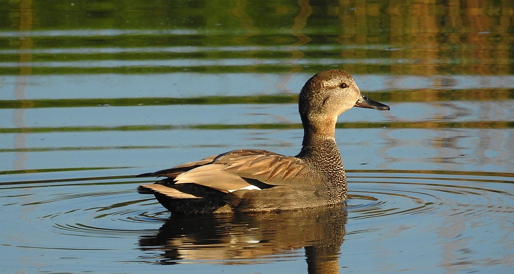 Krakwa, kaczka krakwa (Mareca strepera)