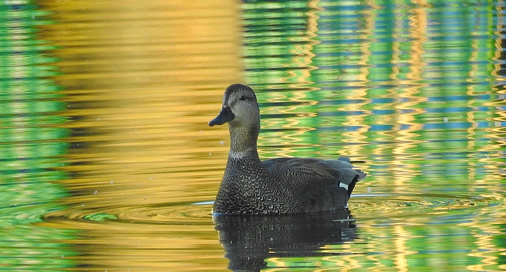 Krakwa, kaczka krakwa (Mareca strepera)
