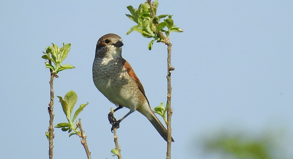 Gąsiorek, dzierzba gąsiorek (Lanius collurio)